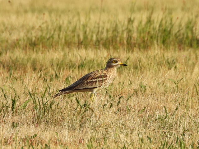 Oedicnéme criard de profil