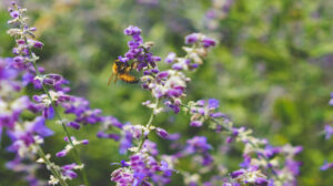Formation Quicury « faune des bâtiments »